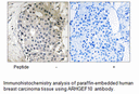 Product image for ARHGEF10 Antibody