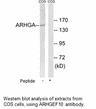 Product image for ARHGEF10 Antibody