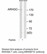 Product image for ARHGEF12 Antibody