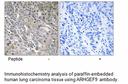 Product image for ARHGEF9 Antibody