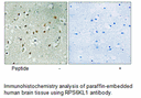 Product image for RPS6KL1 Antibody