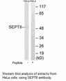 Product image for SEPT8 Antibody