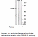 Product image for PPP2R1B Antibody