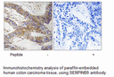 Product image for SERPINB9 Antibody