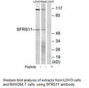 Product image for SFRS11 Antibody