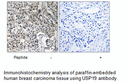 Product image for USP19 Antibody