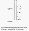 Product image for USP19 Antibody