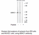 Product image for UBAC1 Antibody