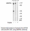 Product image for UBAP2L Antibody