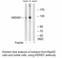 Product image for WDHD1 Antibody