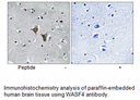 Product image for WASF4 Antibody