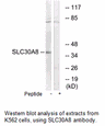 Product image for SLC30A8 Antibody