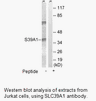 Product image for SLC39A1 Antibody