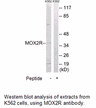 Product image for MOX2R Antibody
