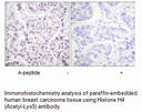 Product image for Histone H4 (Acetyl-Lys5) Antibody