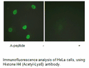 Product image for Histone H4 (Acetyl-Lys8) Antibody