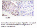 Product image for Histone H4 (Acetyl-Lys8) Antibody
