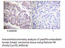 Product image for Histone H4 (Acetyl-Lys12) Antibody