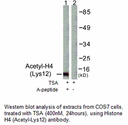 Product image for Histone H4 (Acetyl-Lys12) Antibody