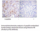 Product image for Histone H4 (Acetyl-Lys16) Antibody