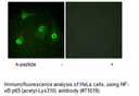 Product image for NF-&kappa;B p65 (Acetyl-Lys310) Antibody