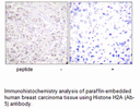 Product image for Histone H2A (Ab-5) Antibody