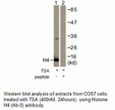 Product image for Histone H4 (Ab-5) Antibody