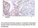 Product image for Histone H4 (Ab-8) Antibody