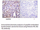 Product image for Histone H4 (Ab-16) Antibody