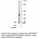Product image for Histone H4 (Ab-16) Antibody