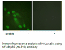 Product image for NF-&kappa;B p65 (Ab-310) Antibody
