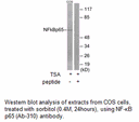 Product image for NF-&kappa;B p65 (Ab-310) Antibody