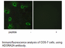 Product image for ADORA2A Antibody