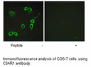 Product image for C3AR1 Antibody