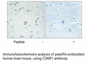 Product image for C3AR1 Antibody