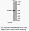 Product image for ADRB2 Antibody