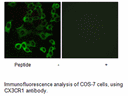 Product image for CX3CR1 Antibody