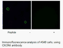 Product image for CXCR4 Antibody