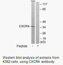 Product image for CXCR4 Antibody