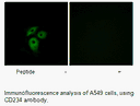 Product image for CD234 Antibody