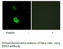 Product image for EDG3 Antibody