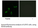Product image for EDG4 Antibody