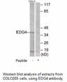 Product image for EDG4 Antibody