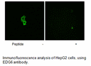 Product image for EDG6 Antibody