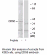 Product image for EDG6 Antibody