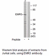 Product image for EMR3 Antibody