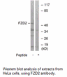 Product image for FZD2 Antibody
