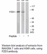 Product image for FZD3 Antibody