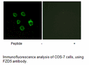 Product image for FZD5 Antibody