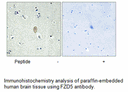 Product image for FZD5 Antibody